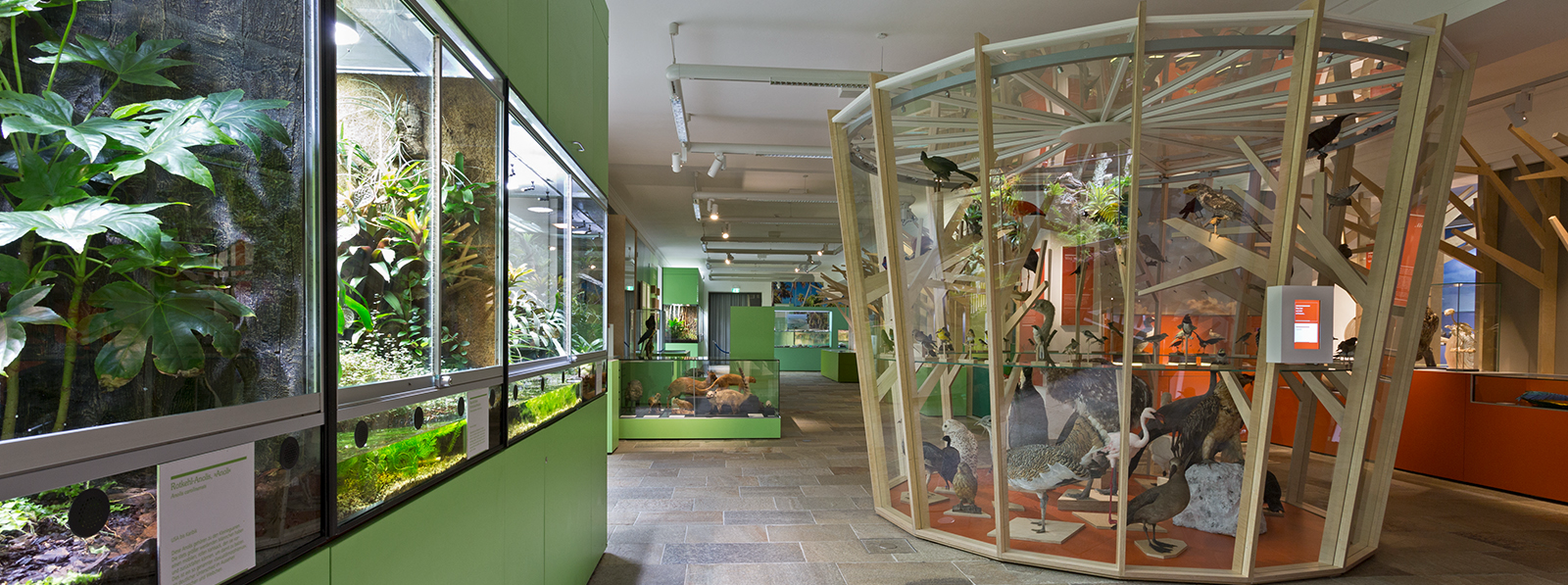 Ausstellungsraum der Naturkunde-Abteilung mit grünen Vivarien und tropischen Pflanzen links, zentrale Glasrotunde mit Präparaten heimischer und exotischer Vögel